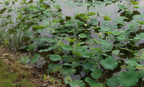 觀賞荷花栽種技術(shù)