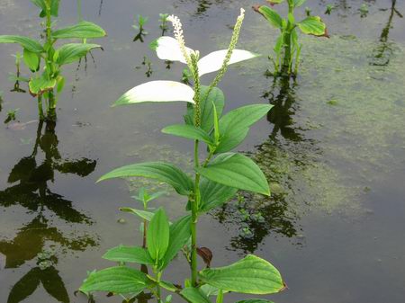 三白(bái)草