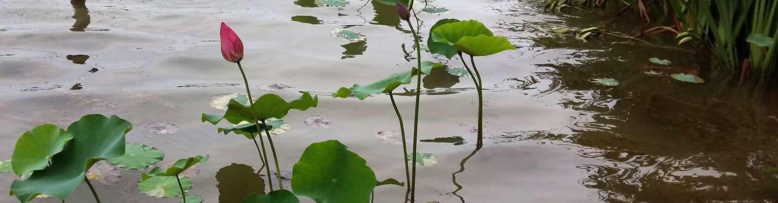 荷花碗蓮栽培技術(shù)