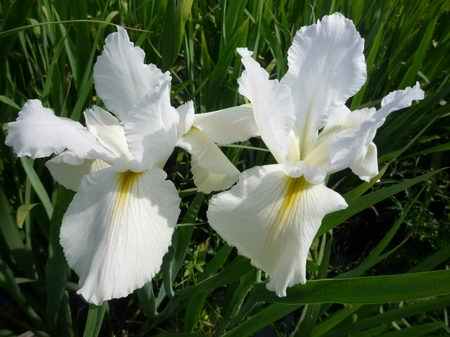 白(bái)花常綠鸢尾