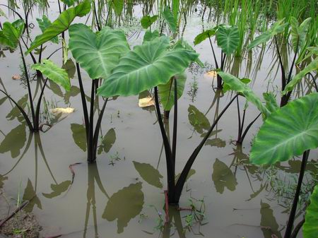 紫杆水芋